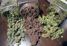 Hybrid Cannabis Strains Online