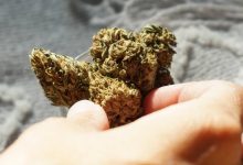 CBD oil